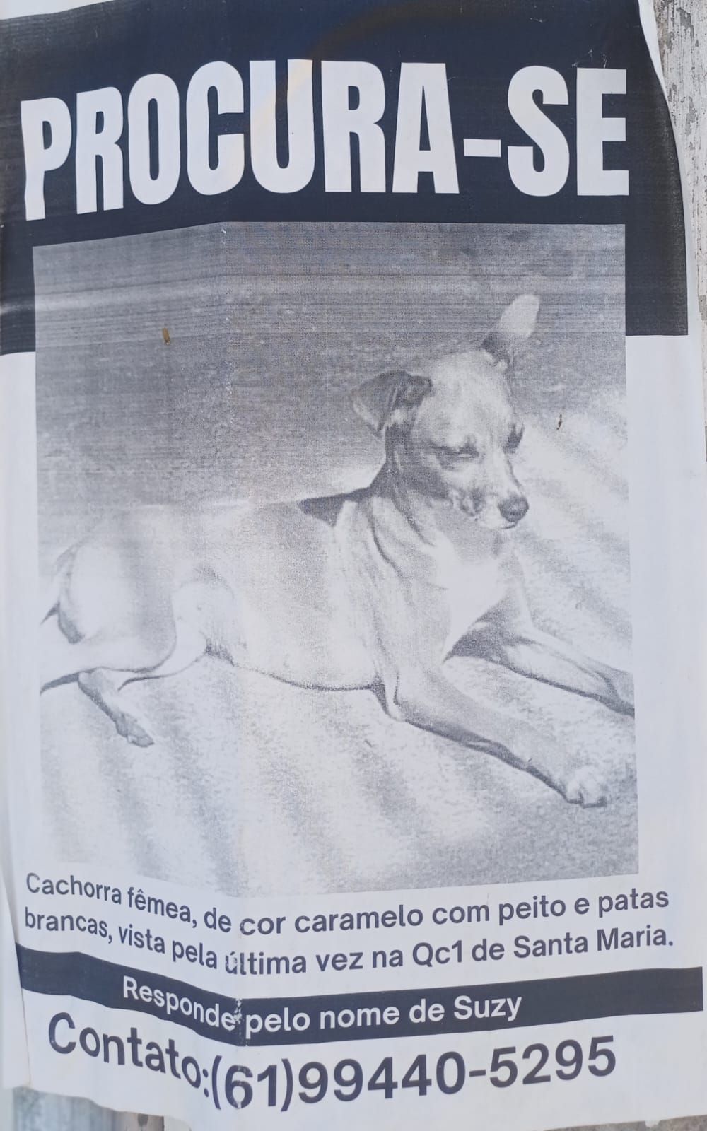Família procura por cadela desaparecida em Santa Maria