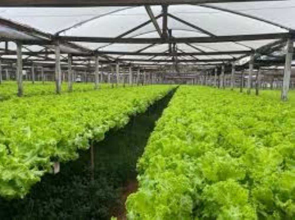 Santa Maria se destaca na produção de hortaliças com sistema hidropônico