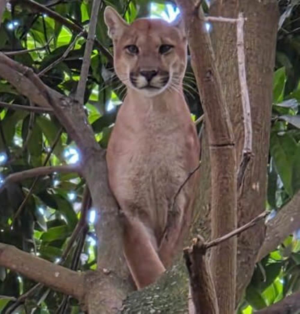 Onça-parda resgatada em chácara no Novo Gama morre durante transporte para tratamento